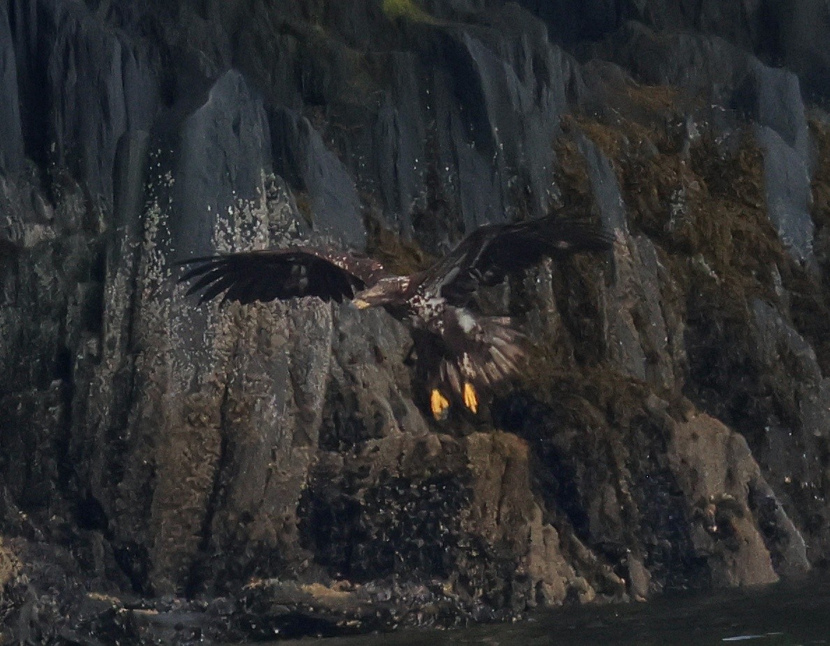 Bald Eagle - ML645581620