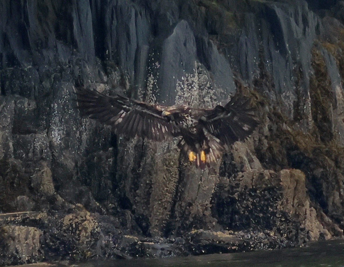 Bald Eagle - ML645581623