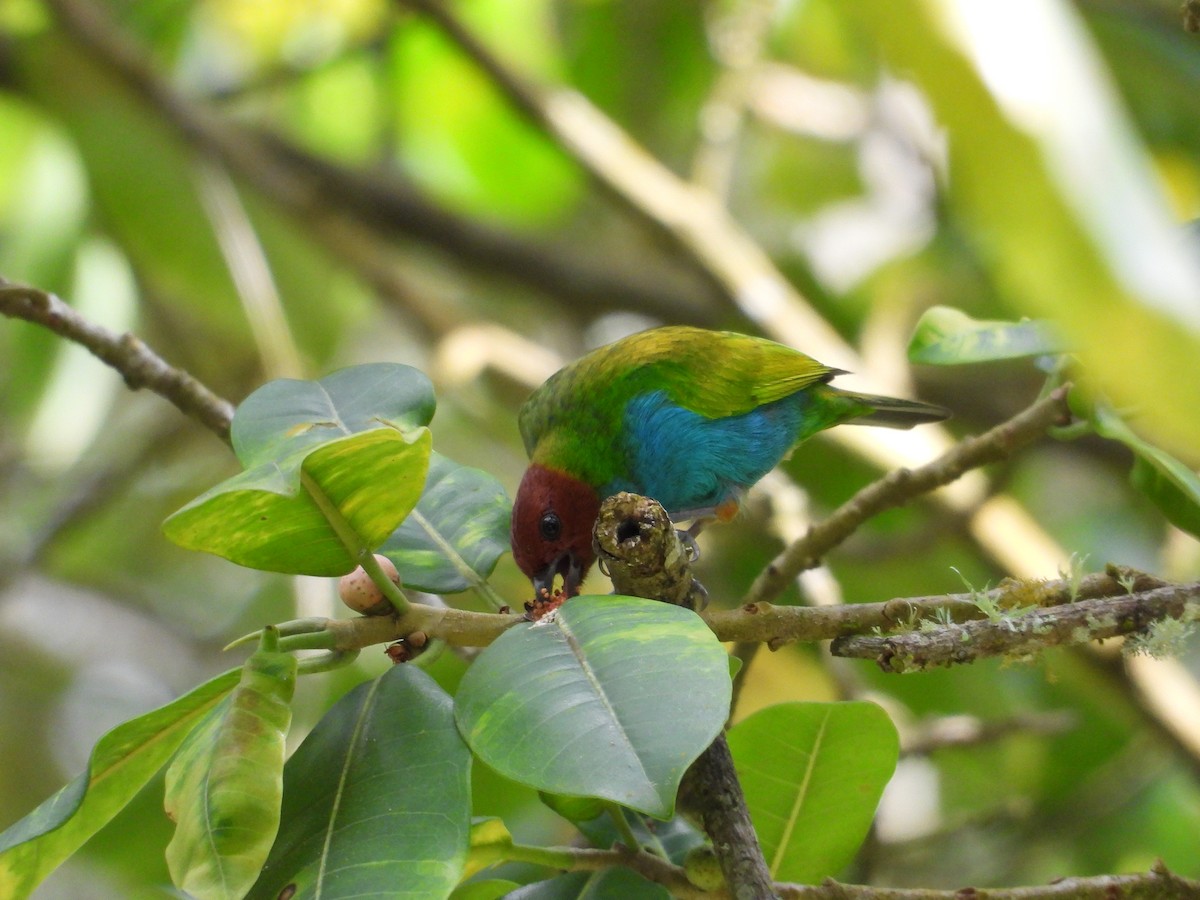 Calliste rouverdin - ML645581625