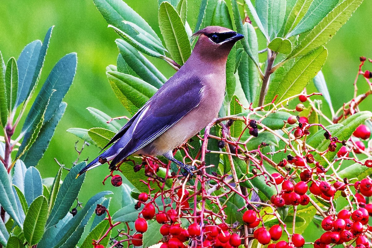 Cedar Waxwing - ML645581635