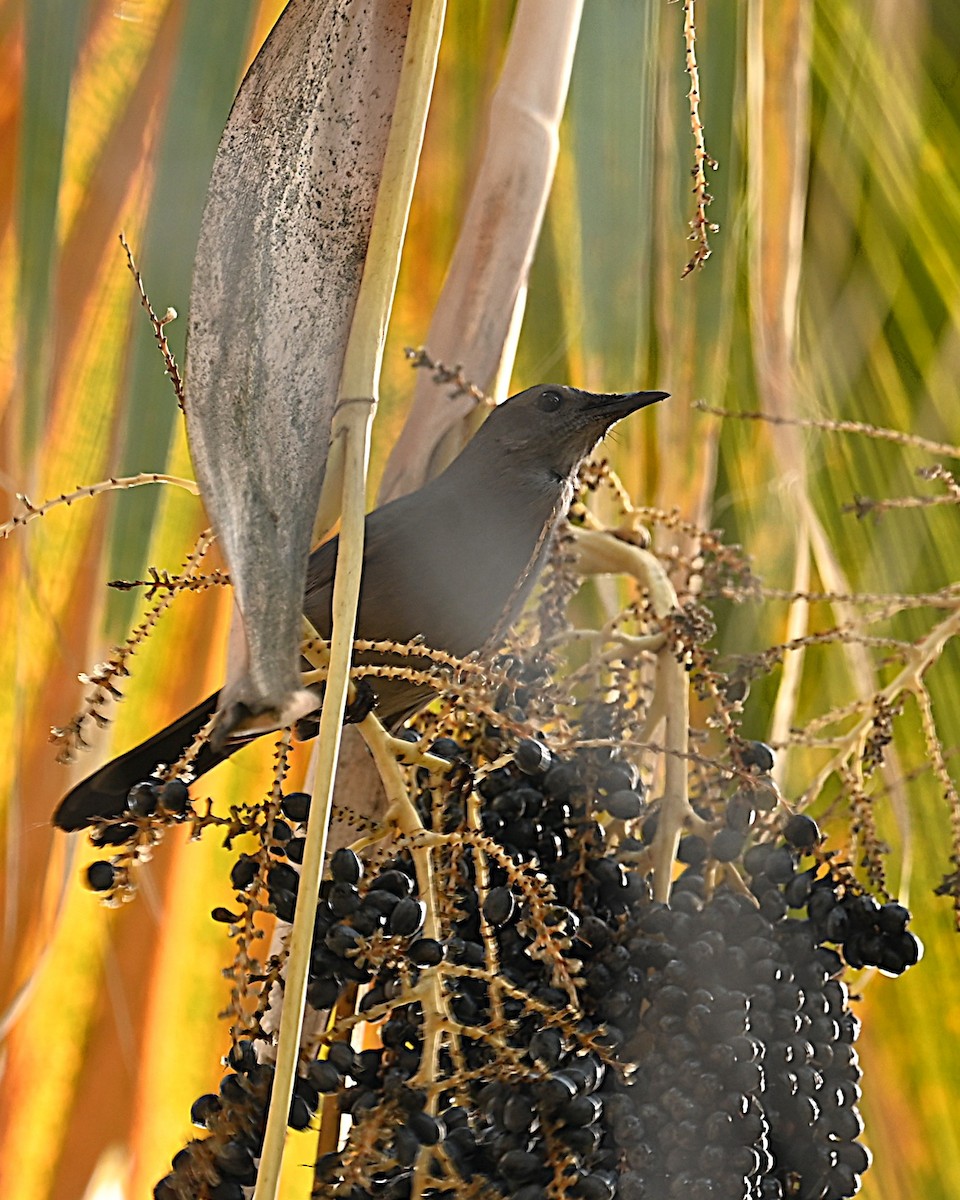 ימימן אמריקני - ML645581648