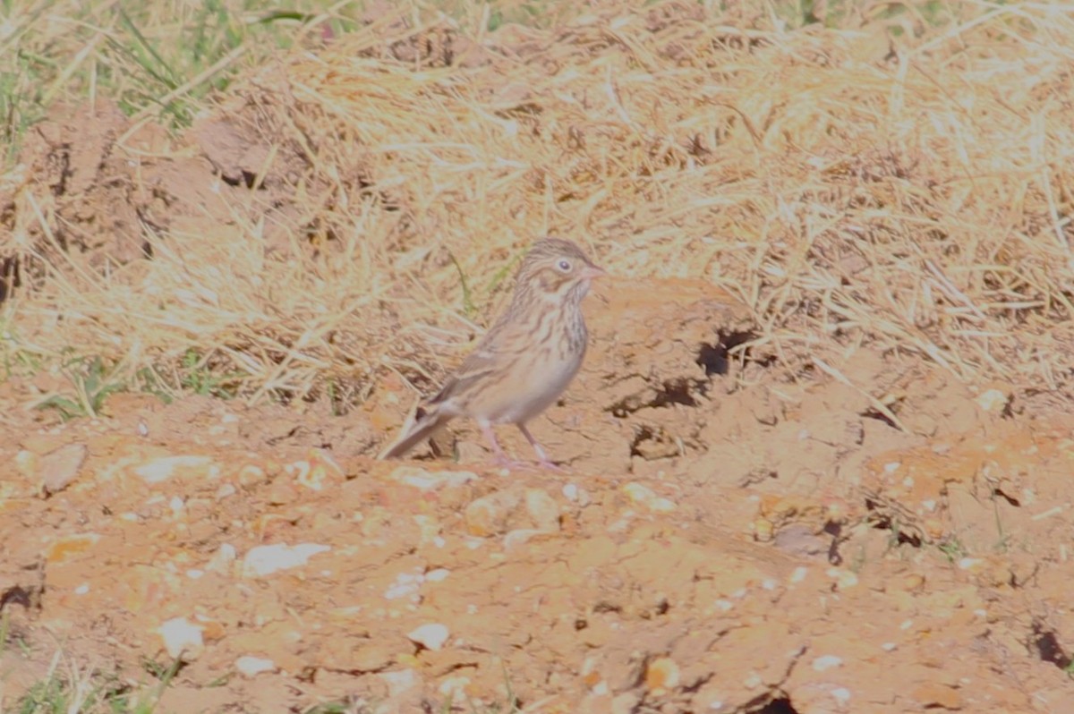 Vesper Sparrow - ML645581656