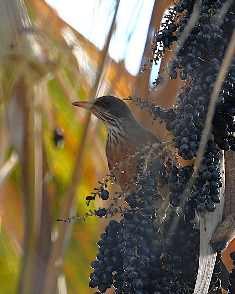 Rufous-backed Robin - ML645581657