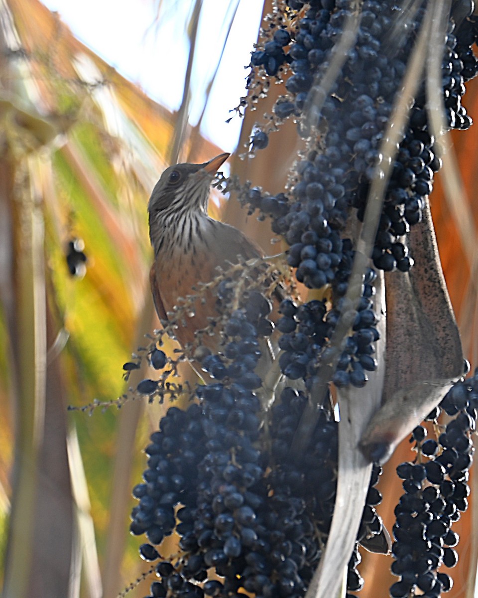 Rufous-backed Robin - ML645581658