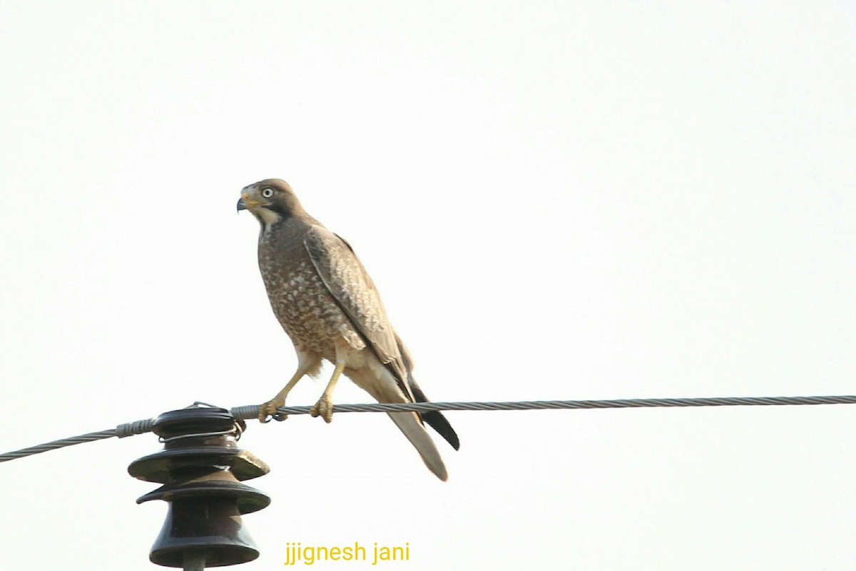 White-eyed Buzzard - ML645581659