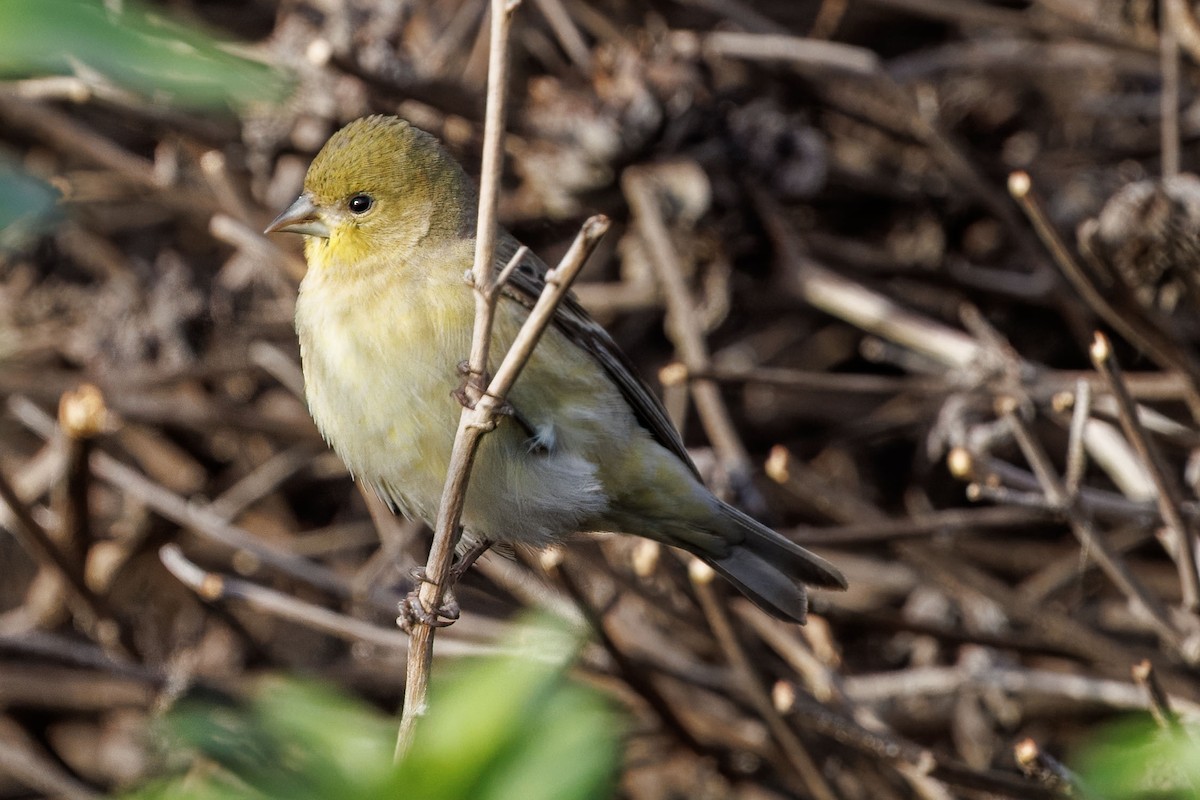 Lesser Goldfinch - ML645581661