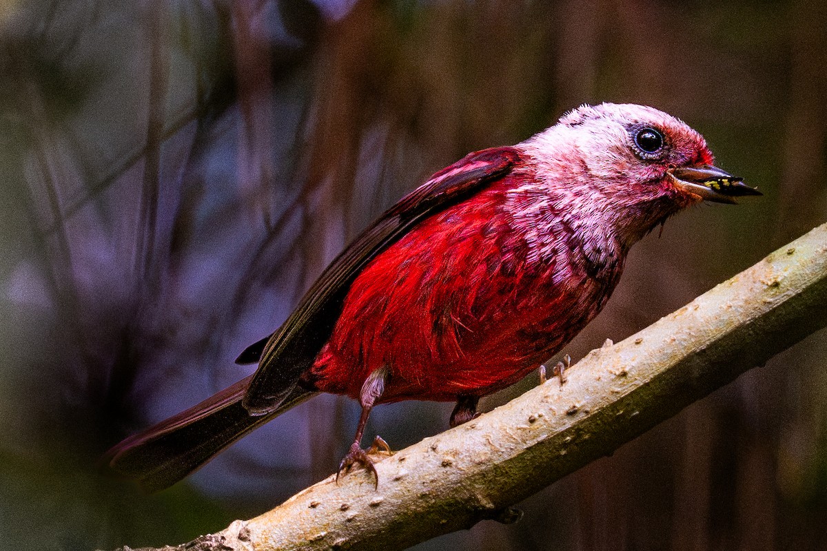 rosenparula - ML645581663