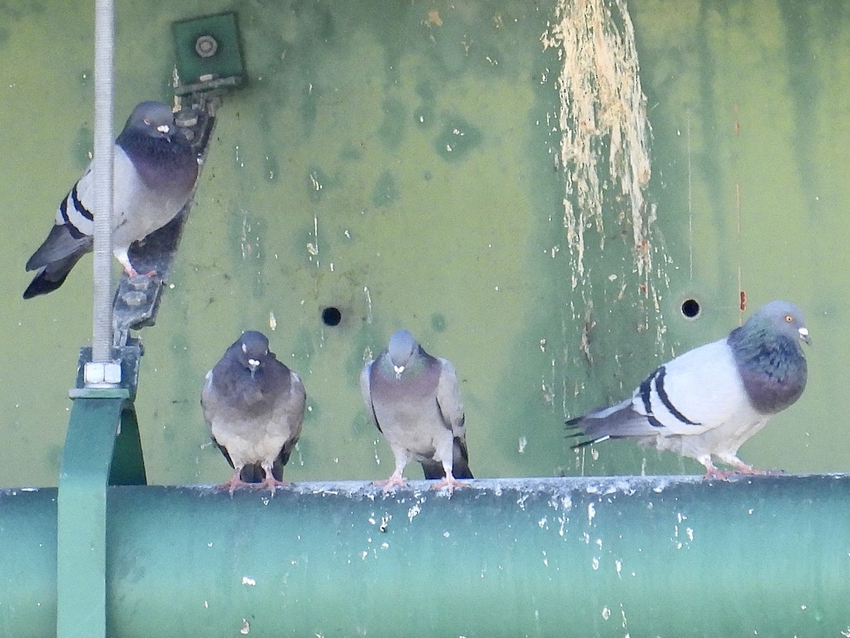 Haitz-usoa (etxekoa) - ML645581666