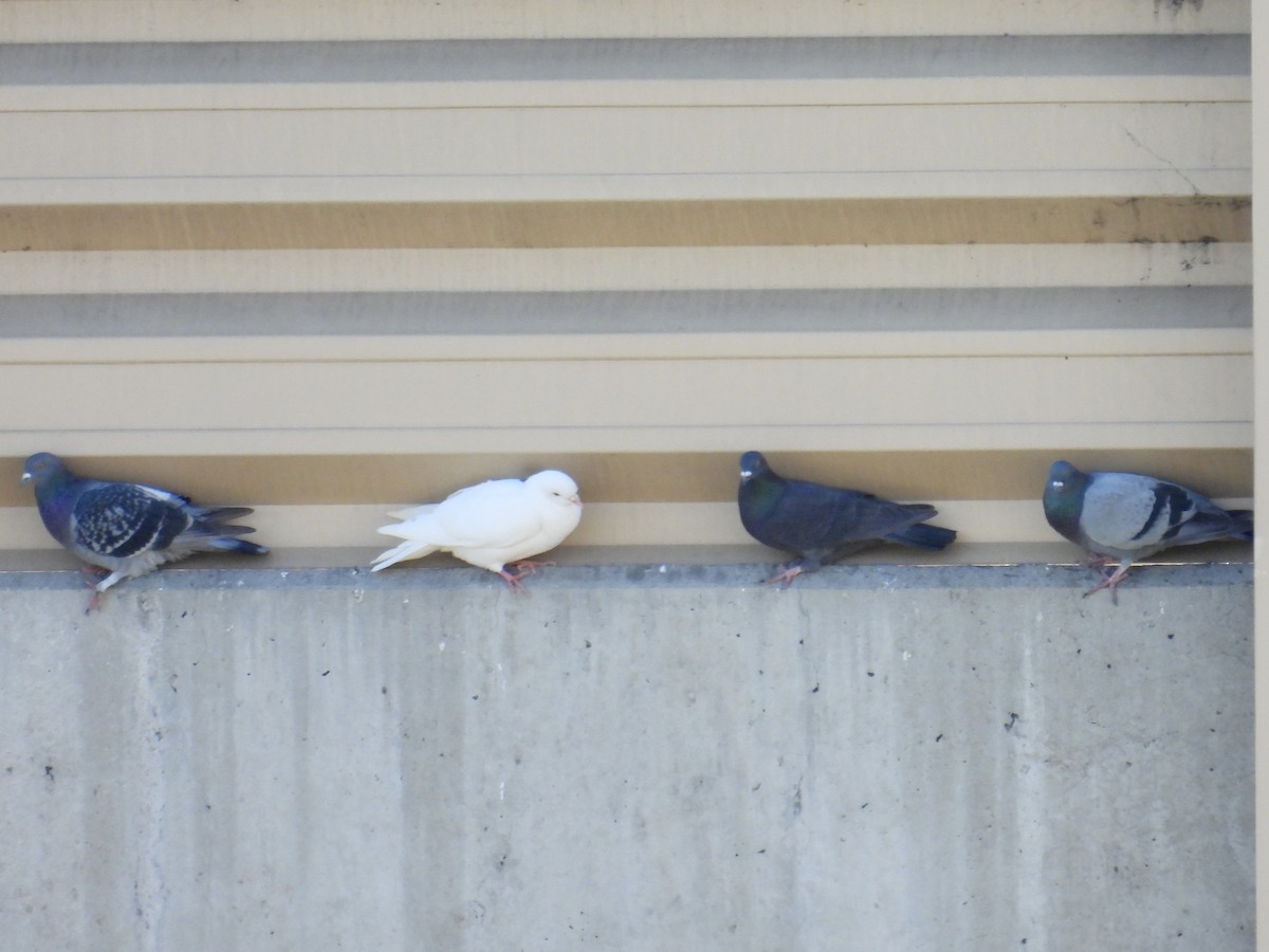 Haitz-usoa (etxekoa) - ML645581667