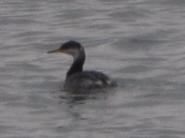 Red-necked Grebe - ML645581673