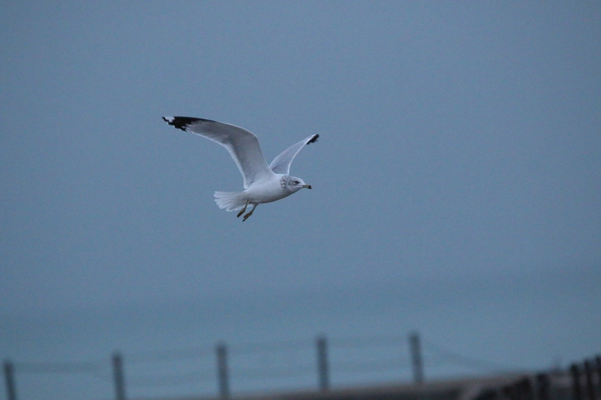 Ring-billed Gull - ML645581674