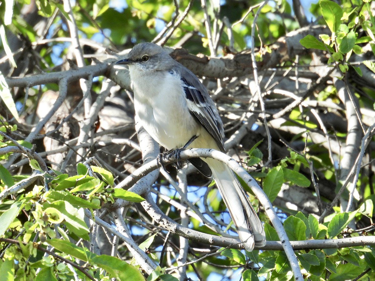 Northern Mockingbird - ML645581676