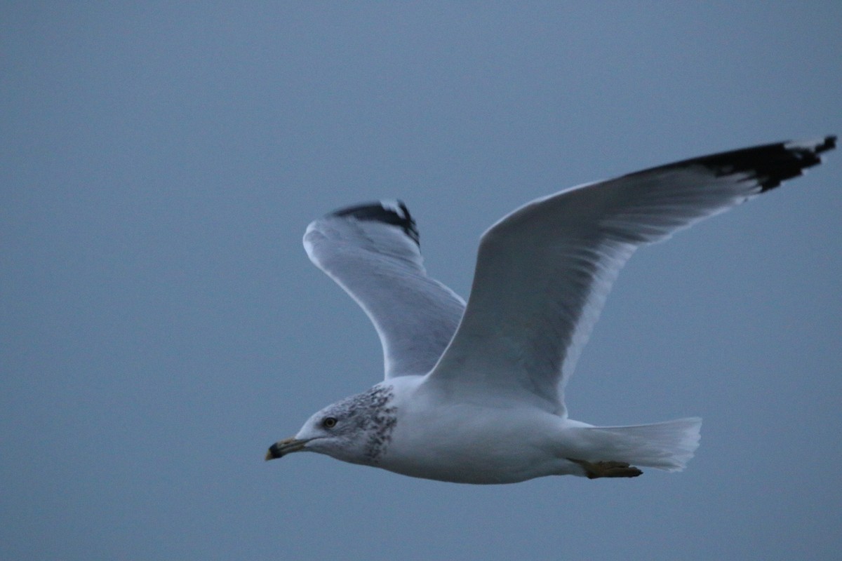 Ring-billed Gull - ML645581686