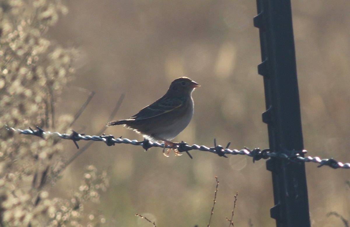 Grasshopper Sparrow - ML645581689