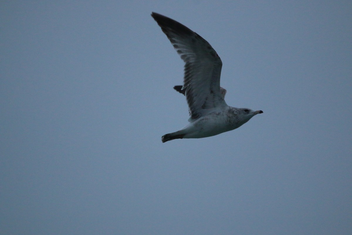 Ring-billed Gull - ML645581690