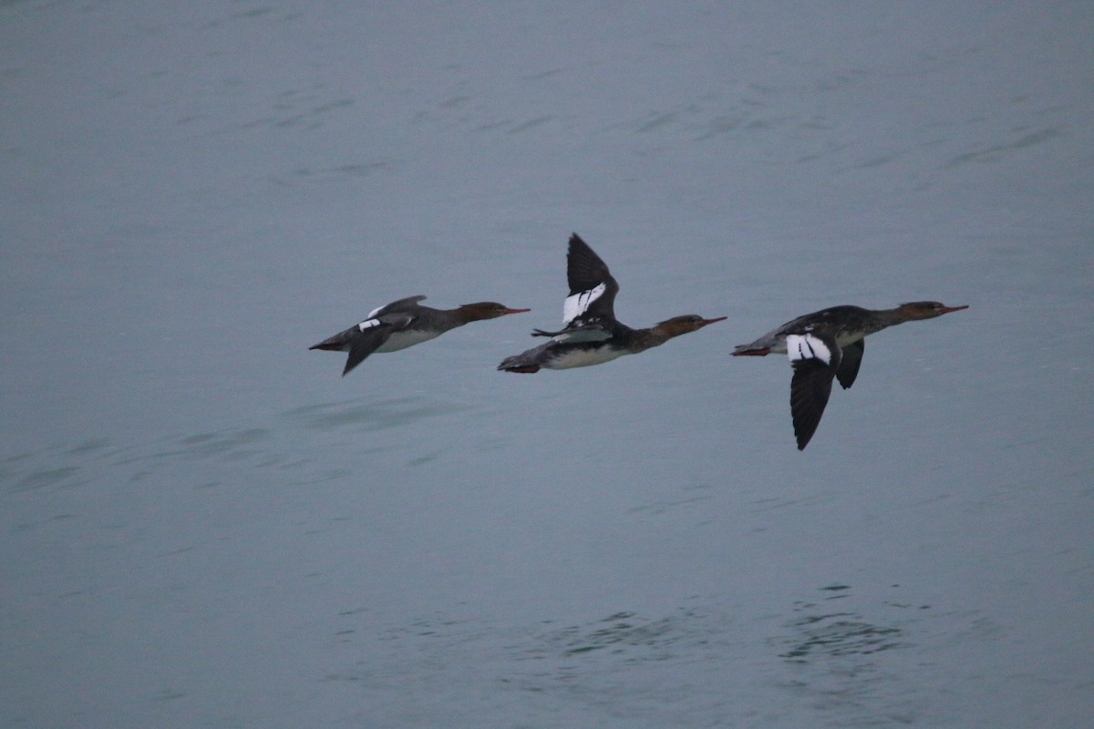 Red-breasted Merganser - ML645581691