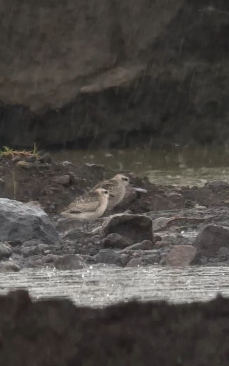 American Golden-Plover - ML645581693