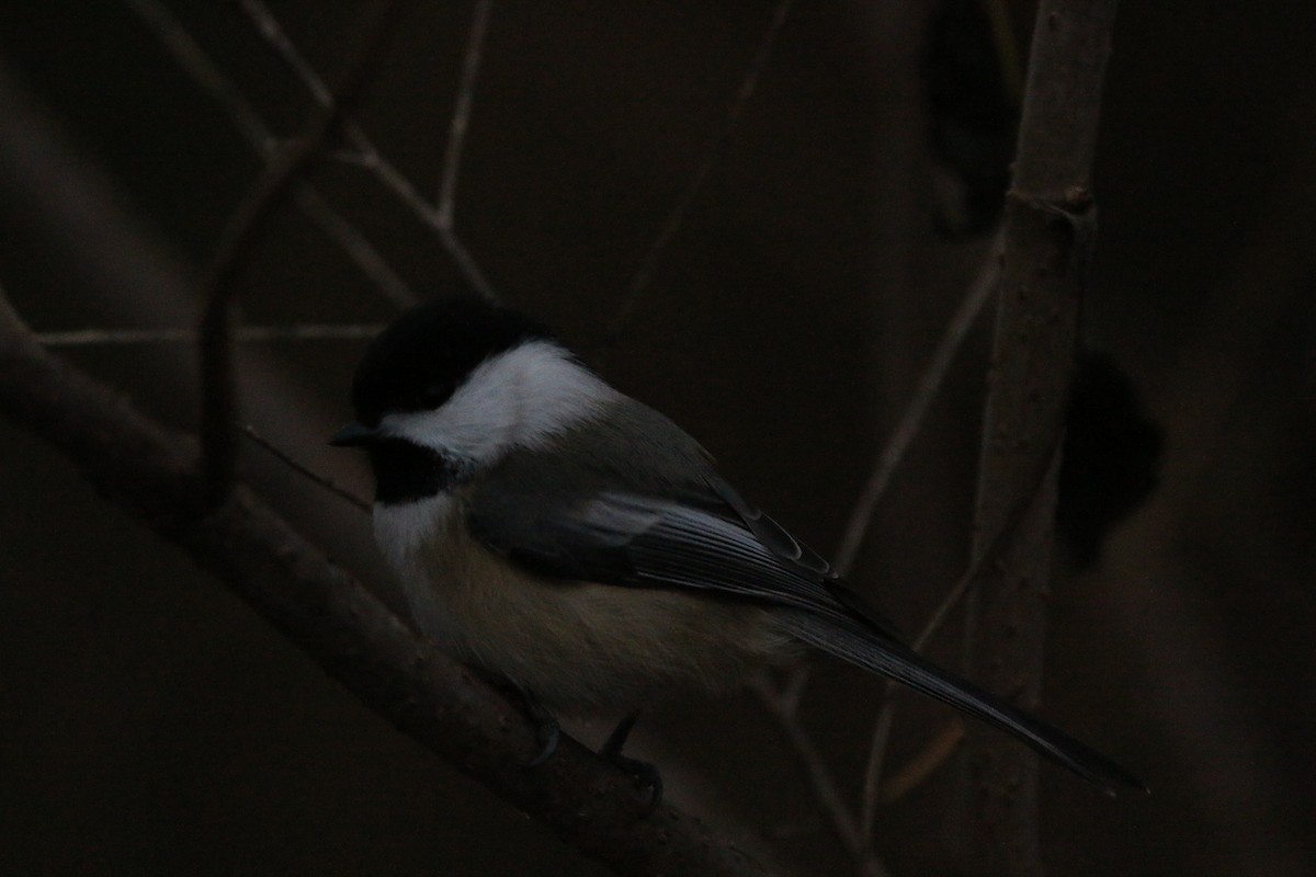 Black-capped Chickadee - ML645581698