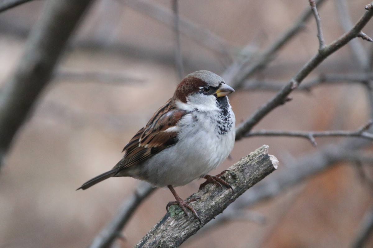 House Sparrow - ML645581704