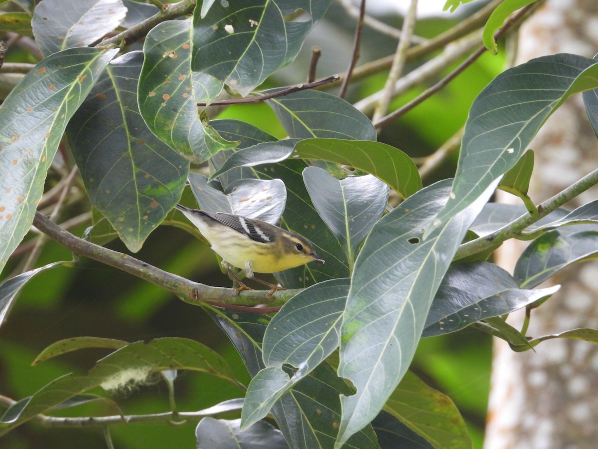Blackburnian Warbler - ML645581706
