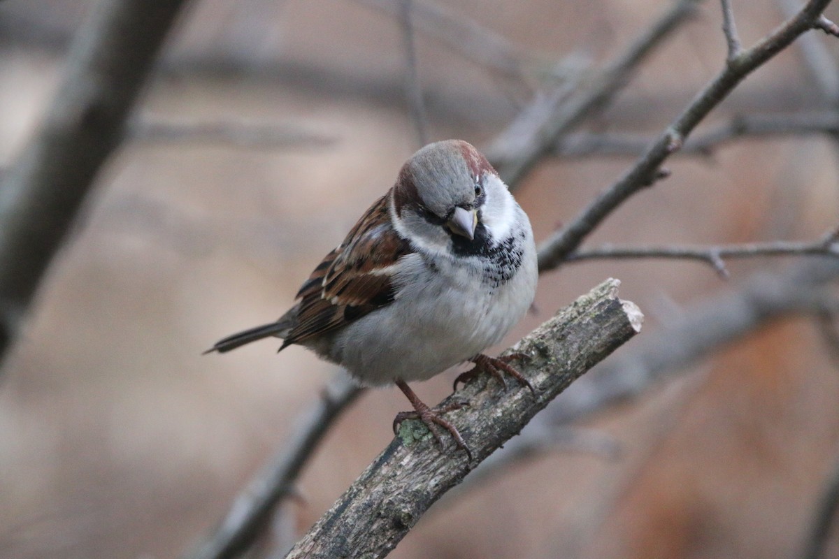 House Sparrow - ML645581707