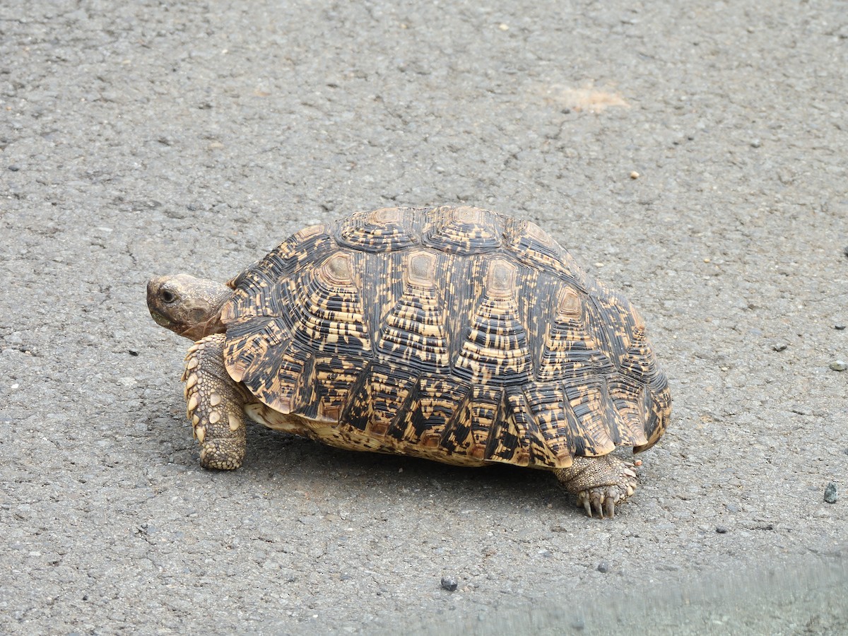 Leopard Tortoise - ML645581711