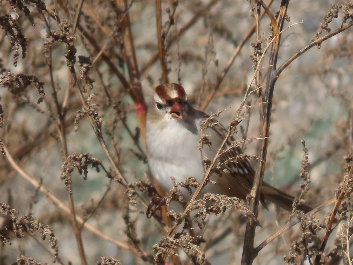 White-crowned Sparrow - ML645581712