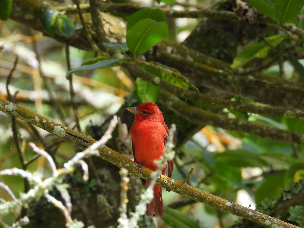 Алая пиранга - ML645581713