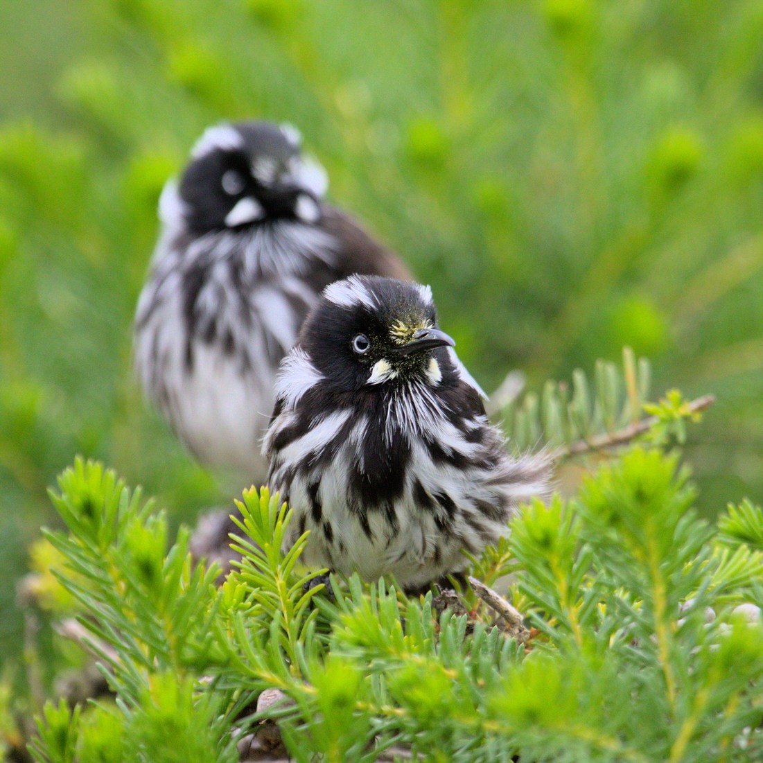 Белоглазый медолюб - ML645581715
