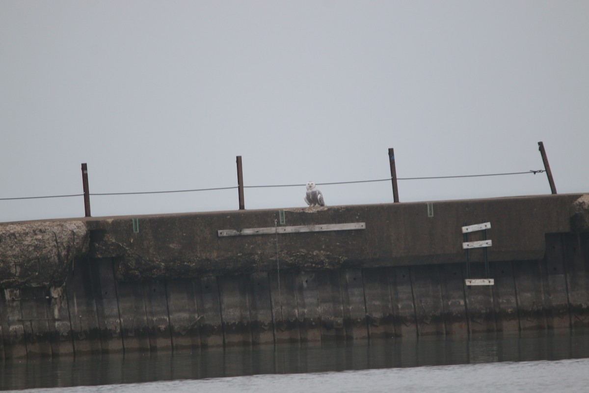 Белая сова - ML645581716