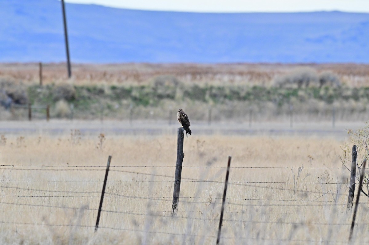 Американский лунь - ML645581717