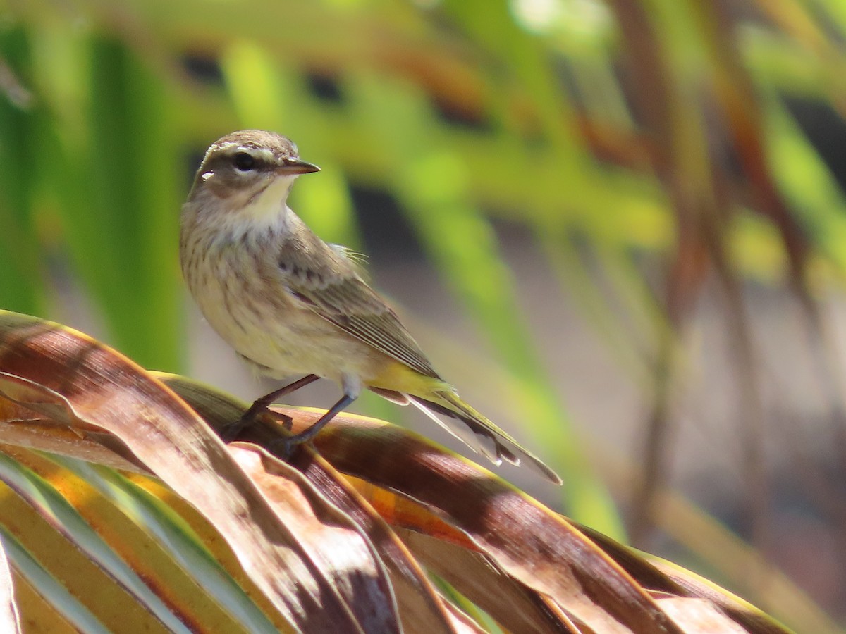 Пальмовая древесница - ML645581718