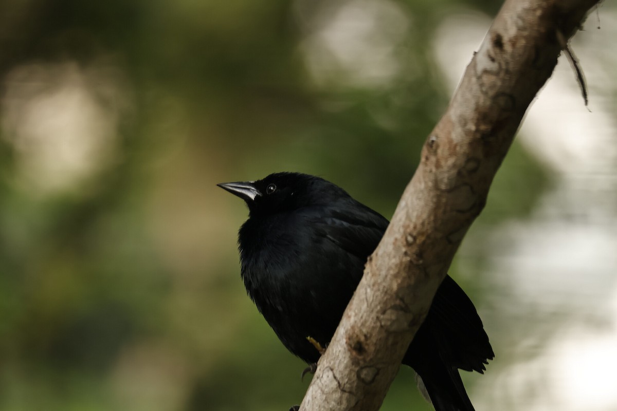 Кустарниковый трупиал - ML645581719