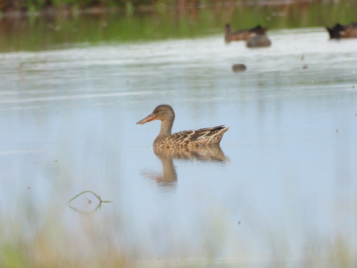 Широконоска - ML645581720