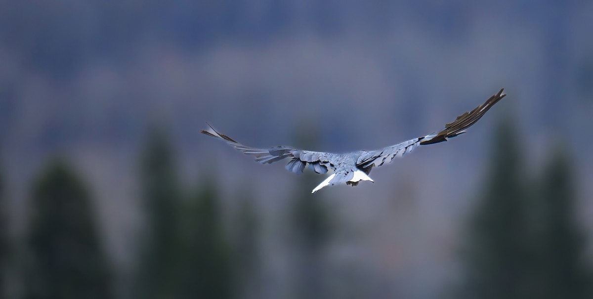 Ворон - ML645581722