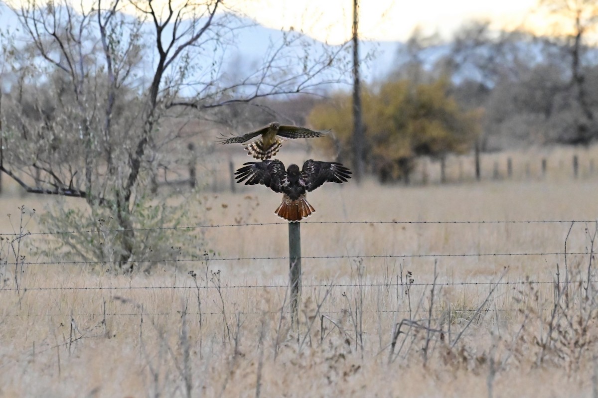 Американский лунь - ML645581723