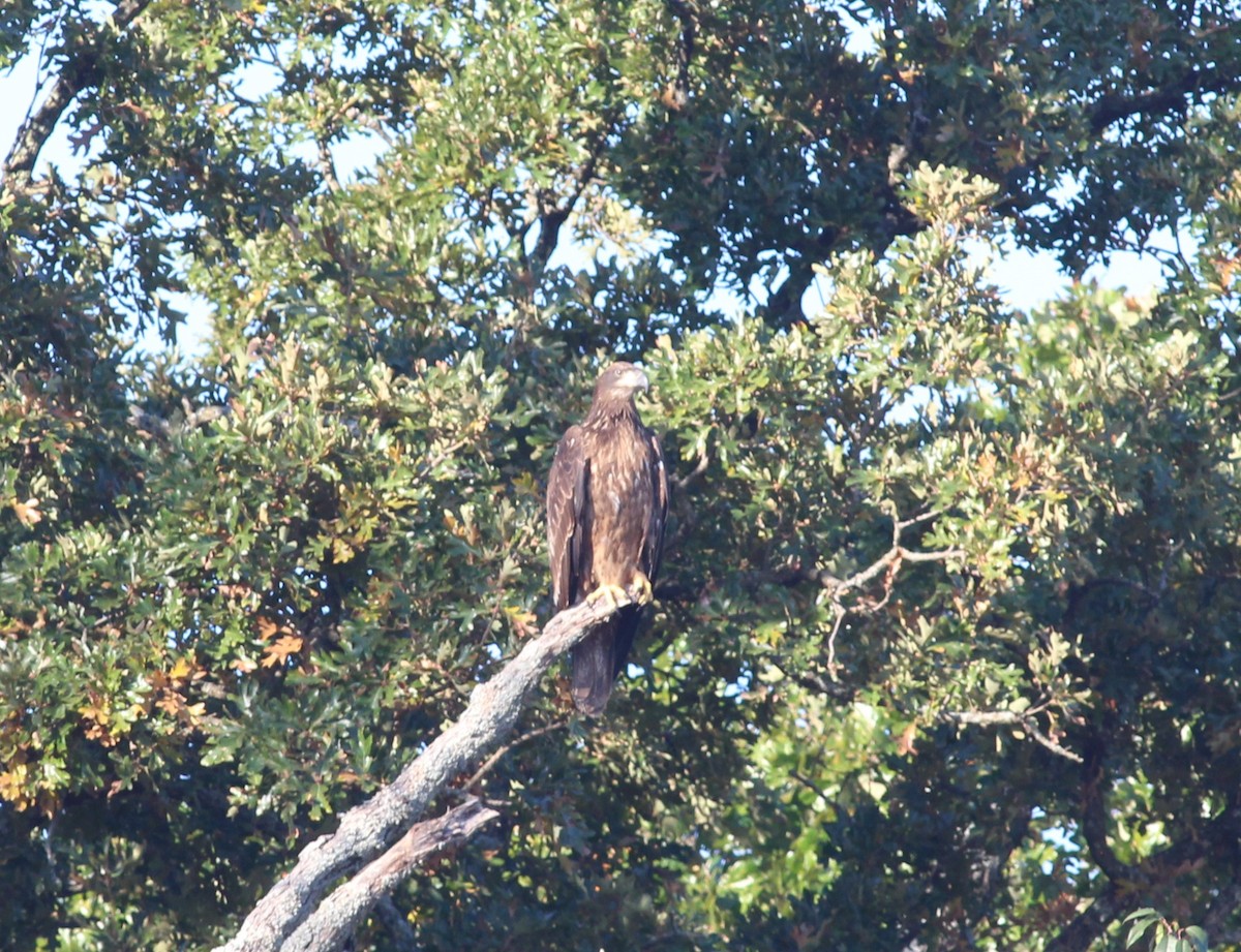 Белоголовый орлан - ML645581724