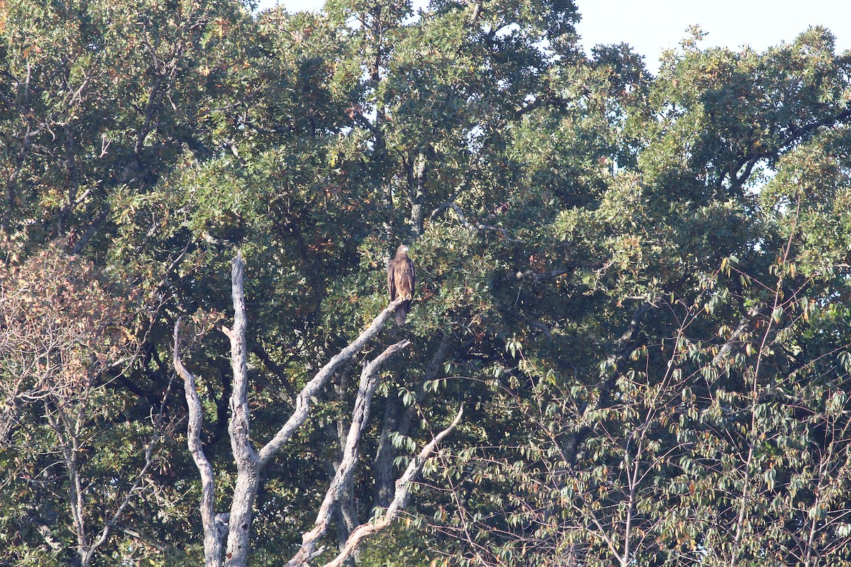 Белоголовый орлан - ML645581725