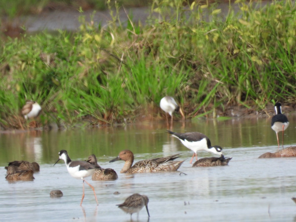 Шилохвость - ML645581728