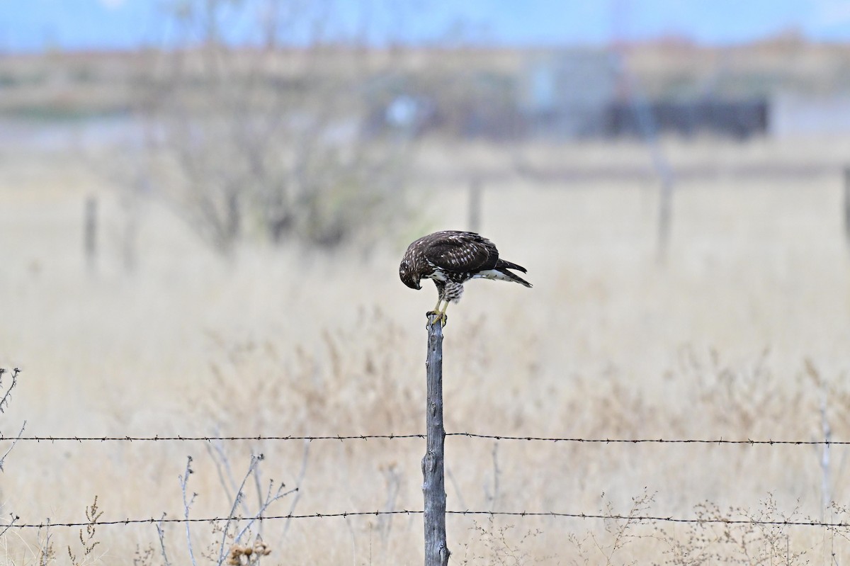 Краснохвостый канюк - ML645581729