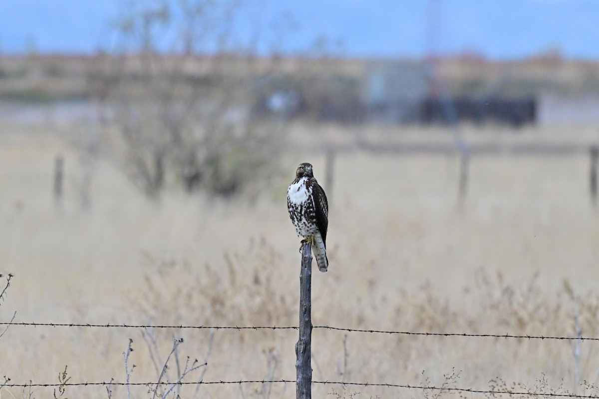 Краснохвостый канюк - ML645581730