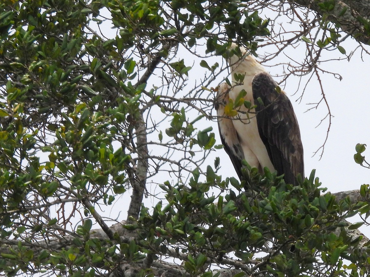 Белобрюхий орлан - ML645581731