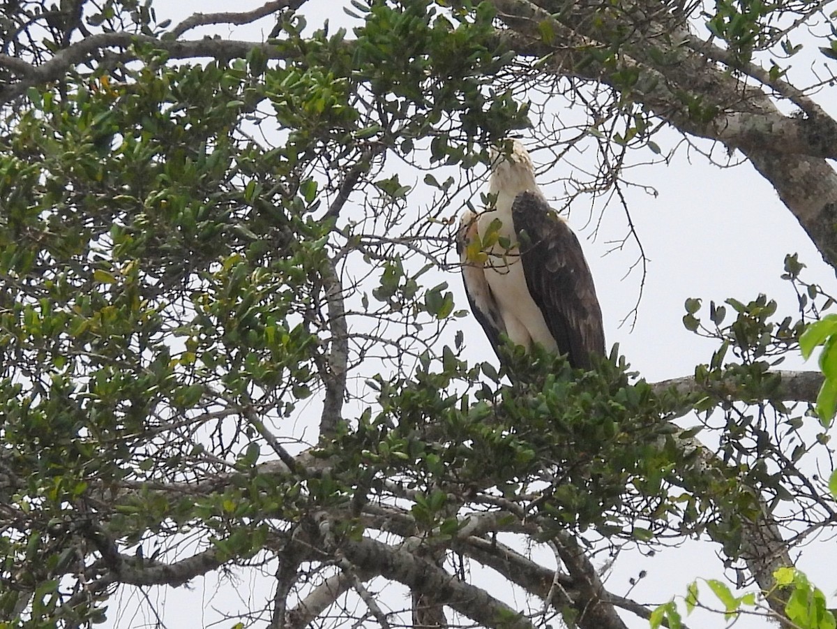 Белобрюхий орлан - ML645581732