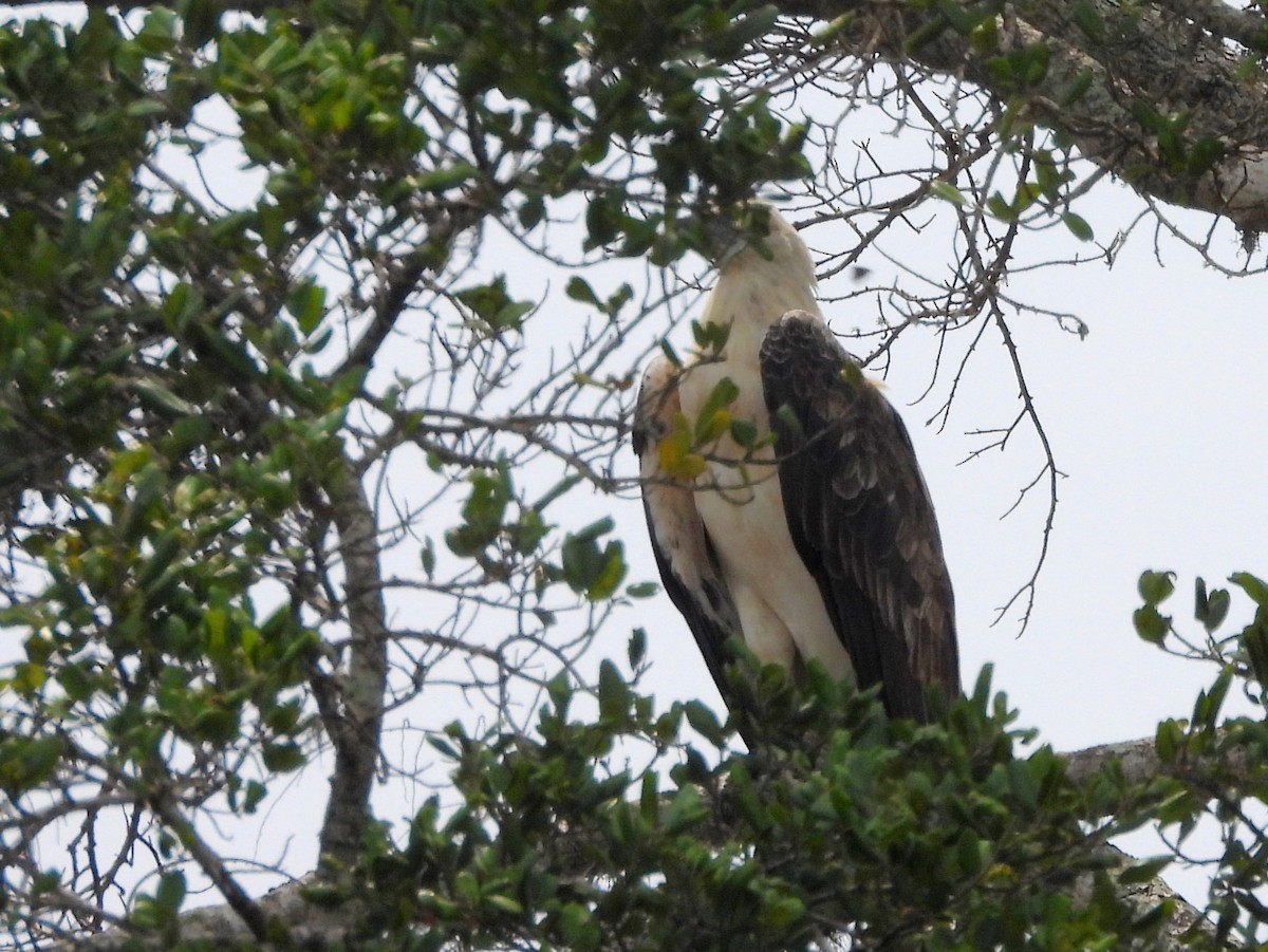 Белобрюхий орлан - ML645581733