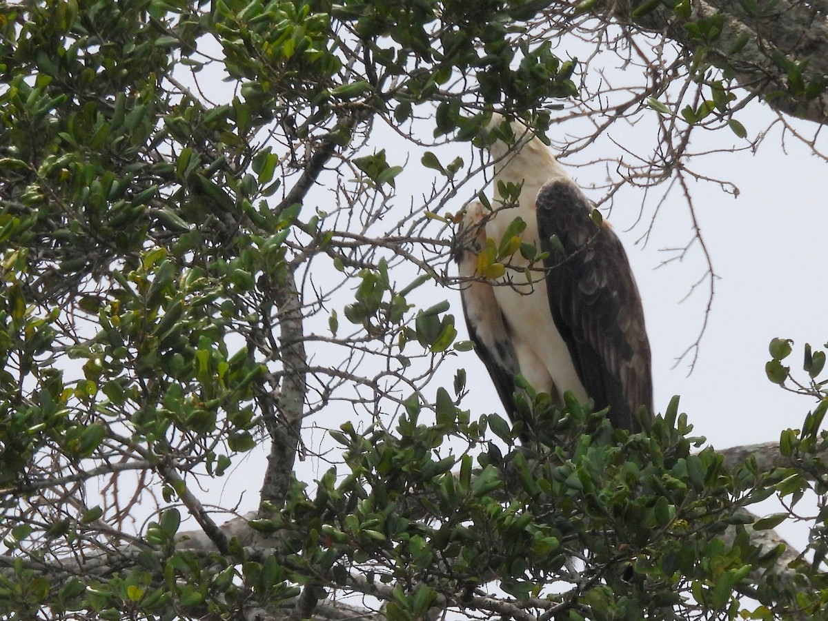 Белобрюхий орлан - ML645581734