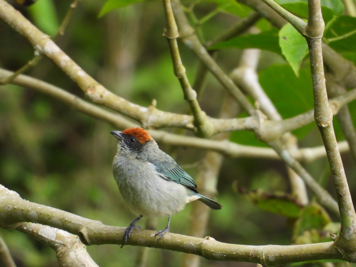 Кустарниковая танагра - ML645581735