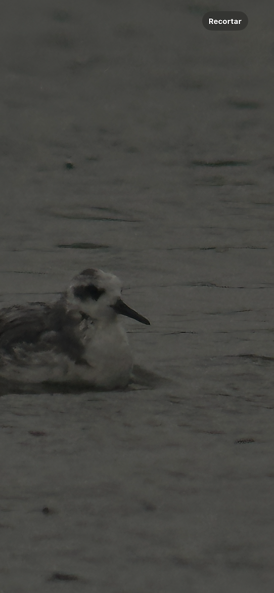 灰瓣足鷸 - ML645581736