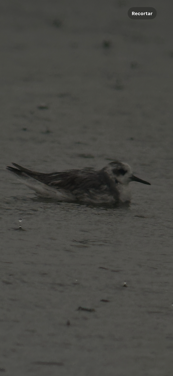 灰瓣足鷸 - ML645581737