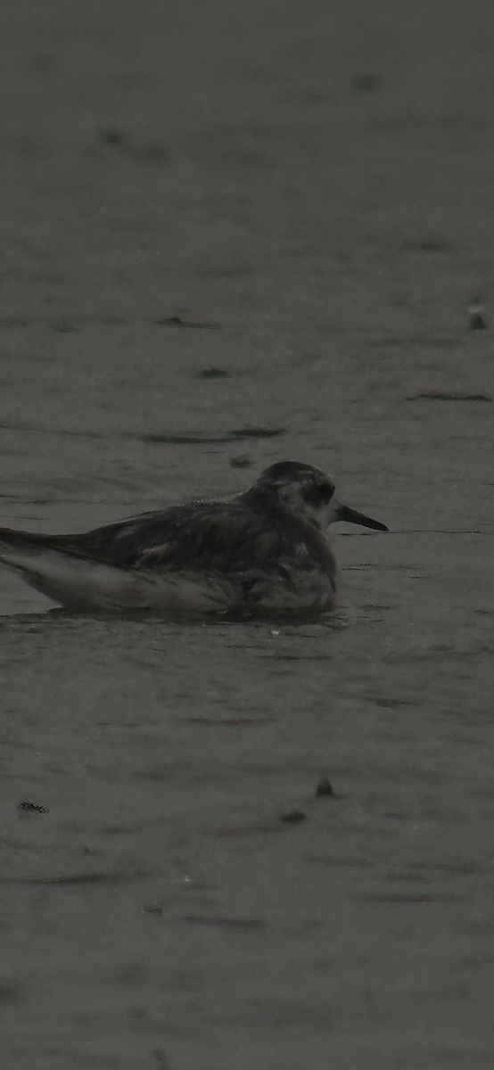 灰瓣足鷸 - ML645581738