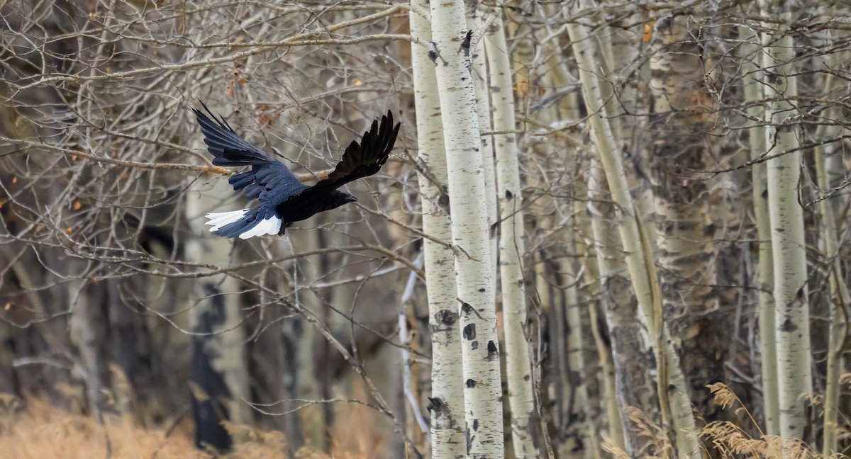 Ворон - ML645581739